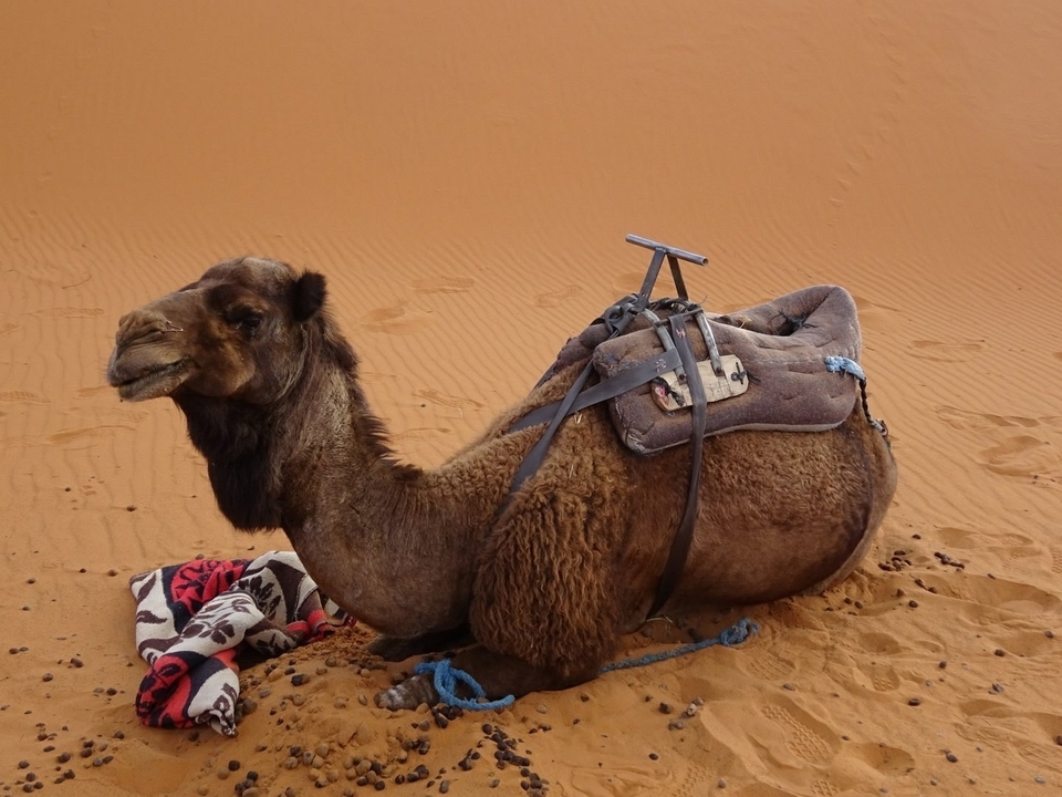 Chameau se reposant sur le sable avec une selle.