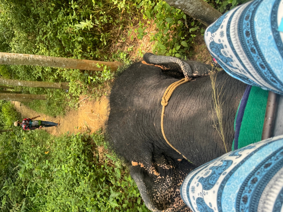 Promenade à dos d'éléphant à travers un sentier de jungle.