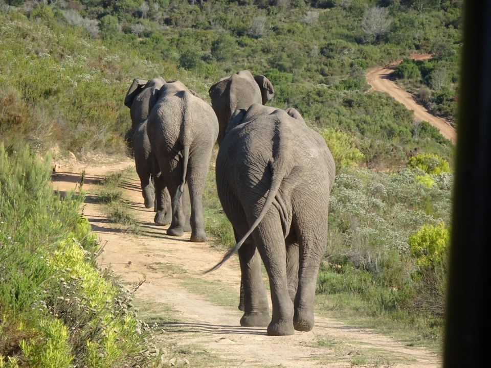 Trois éléphants marchant sur un sentier dans la nature sauvage.