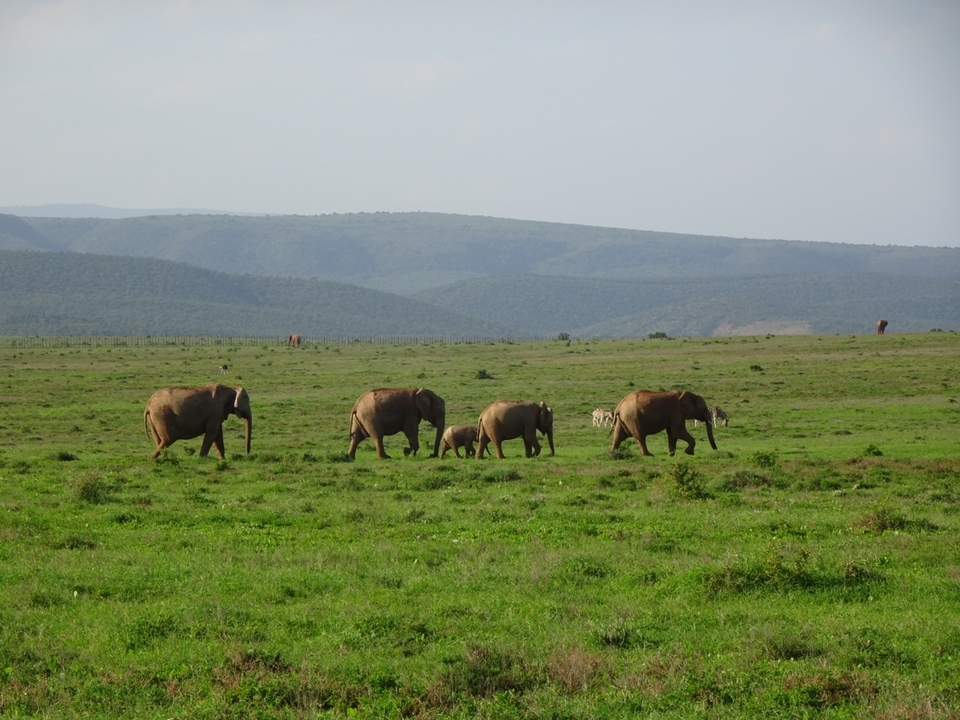 Groupe d'éléphants marchant à travers une vaste prairie.