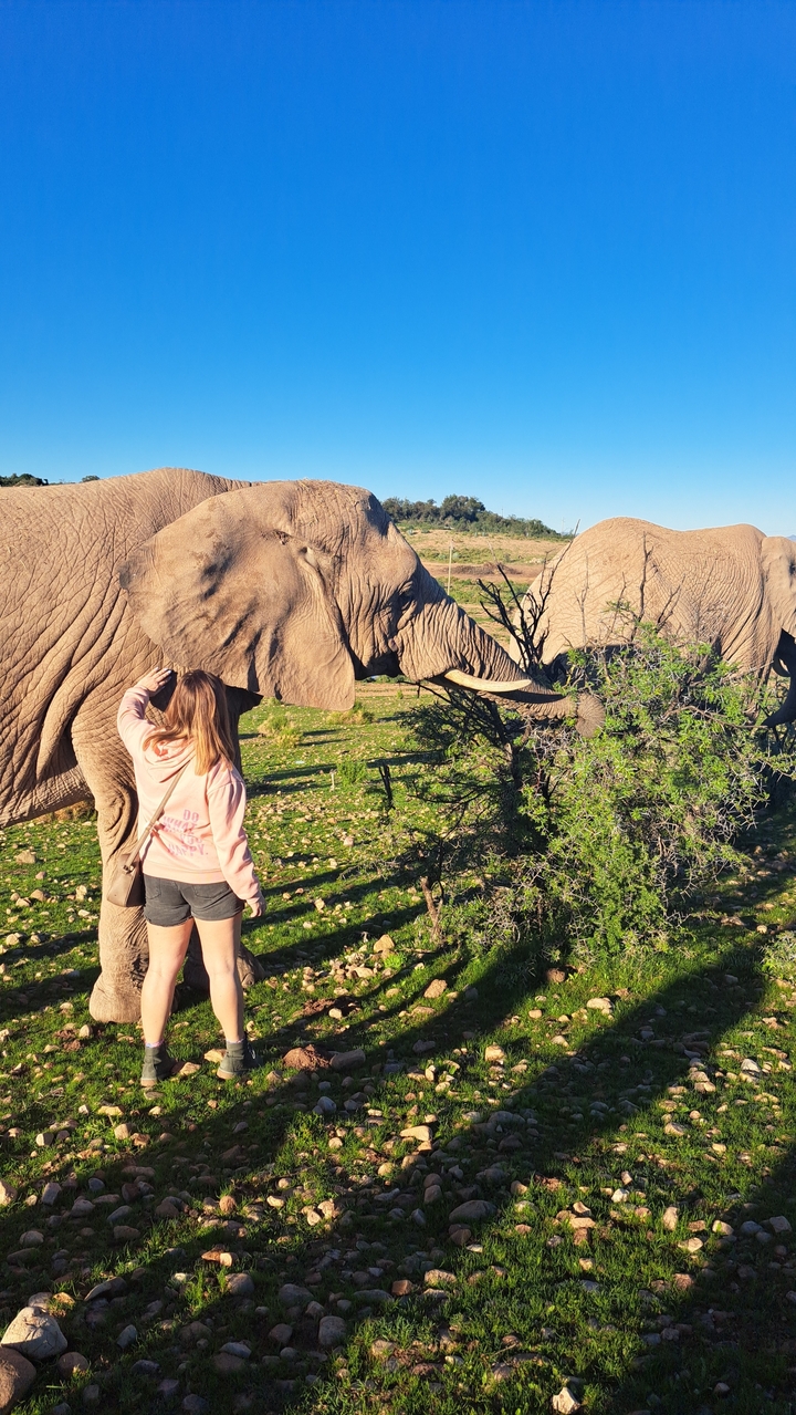 Personne interagissant avec un éléphant dans la nature.