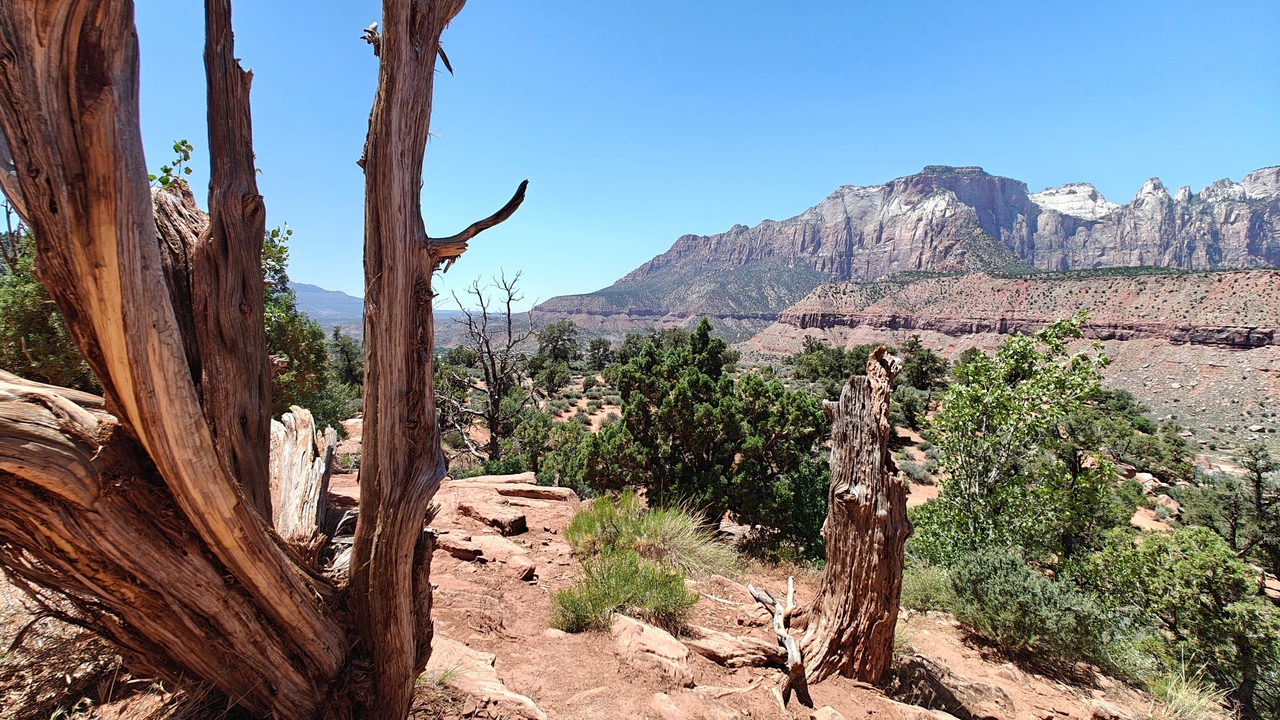 Vue panoramique d'un paysage de canyon avec des arbres et des rochers.