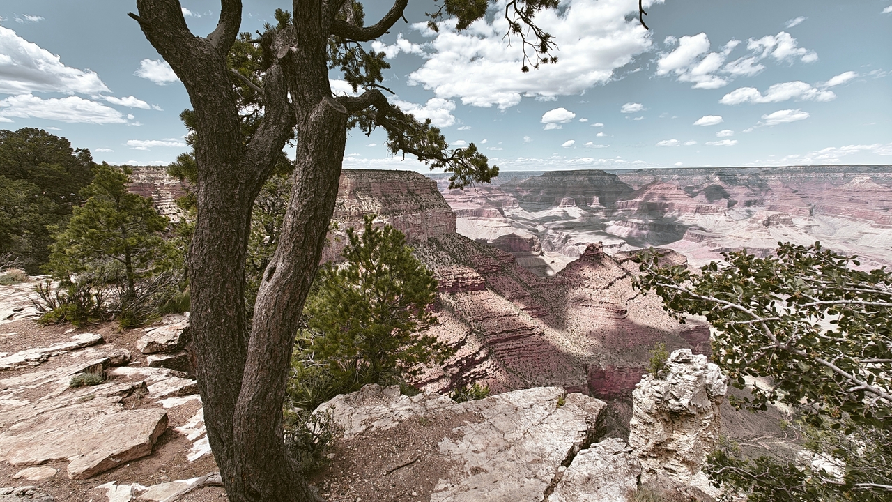 Vue d'un vaste canyon avec un arbre au premier plan.