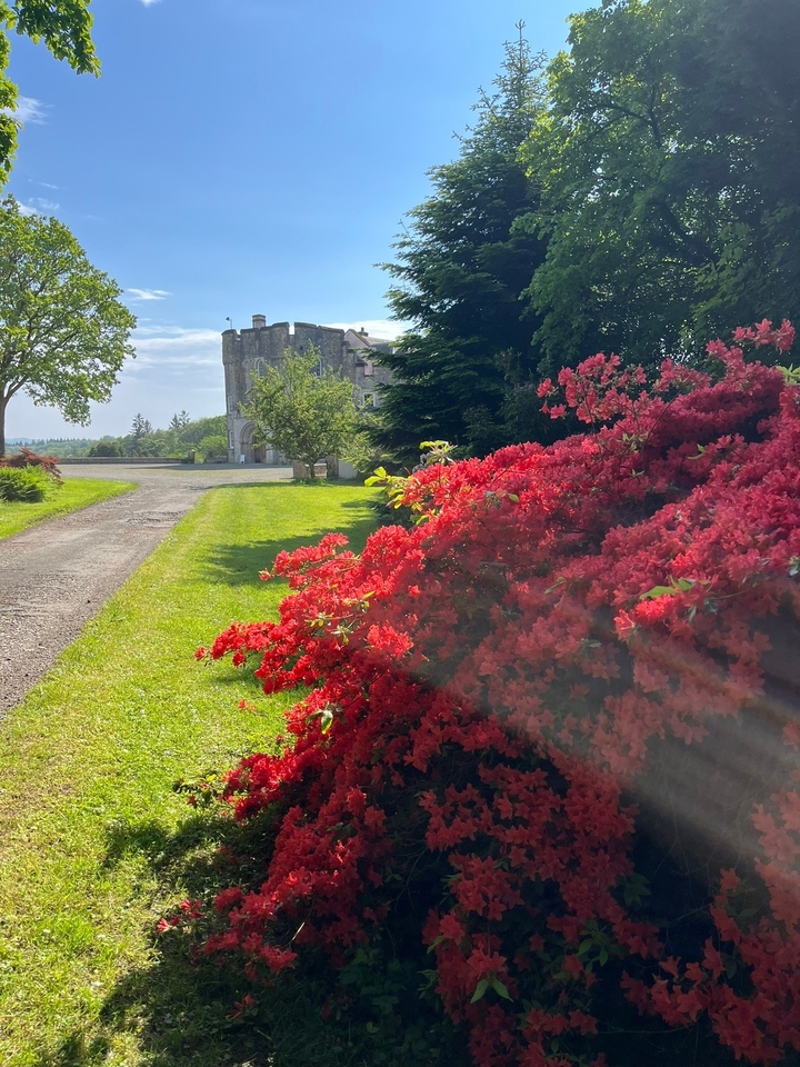 Sentier menant à une tour en pierre avec des fleurs rouge vif au premier plan.