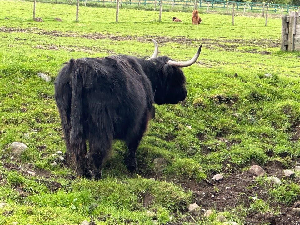 Highland cow standing on green grass.
