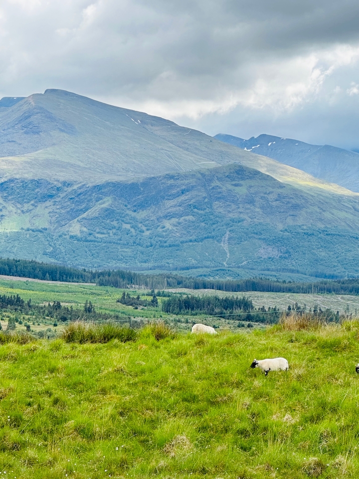 Hills with dense trees and a lone sheep.