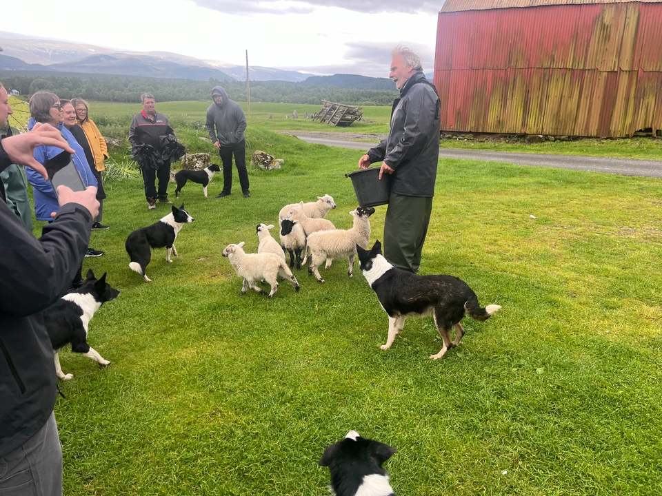 Moutons et chiens dans une ferme avec des gens qui observent.