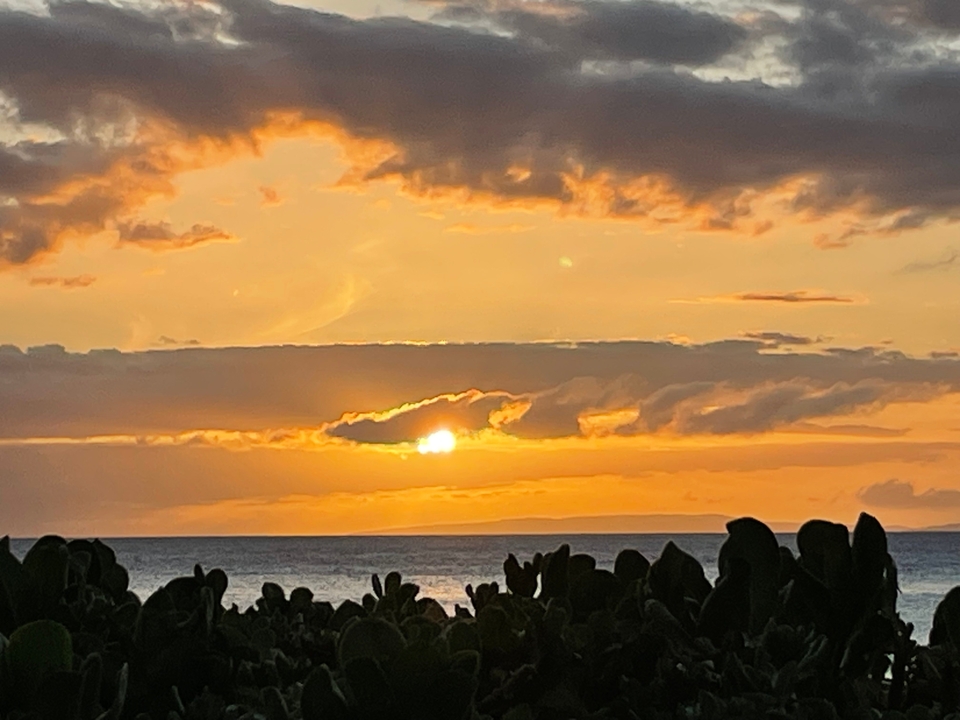Vue du coucher de soleil sur l'océan avec des arbres en silhouette.