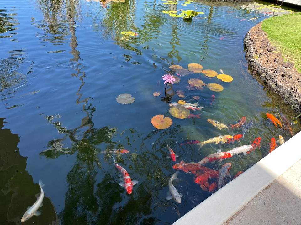 Bassin à koïs avec nénuphars et poissons colorés.