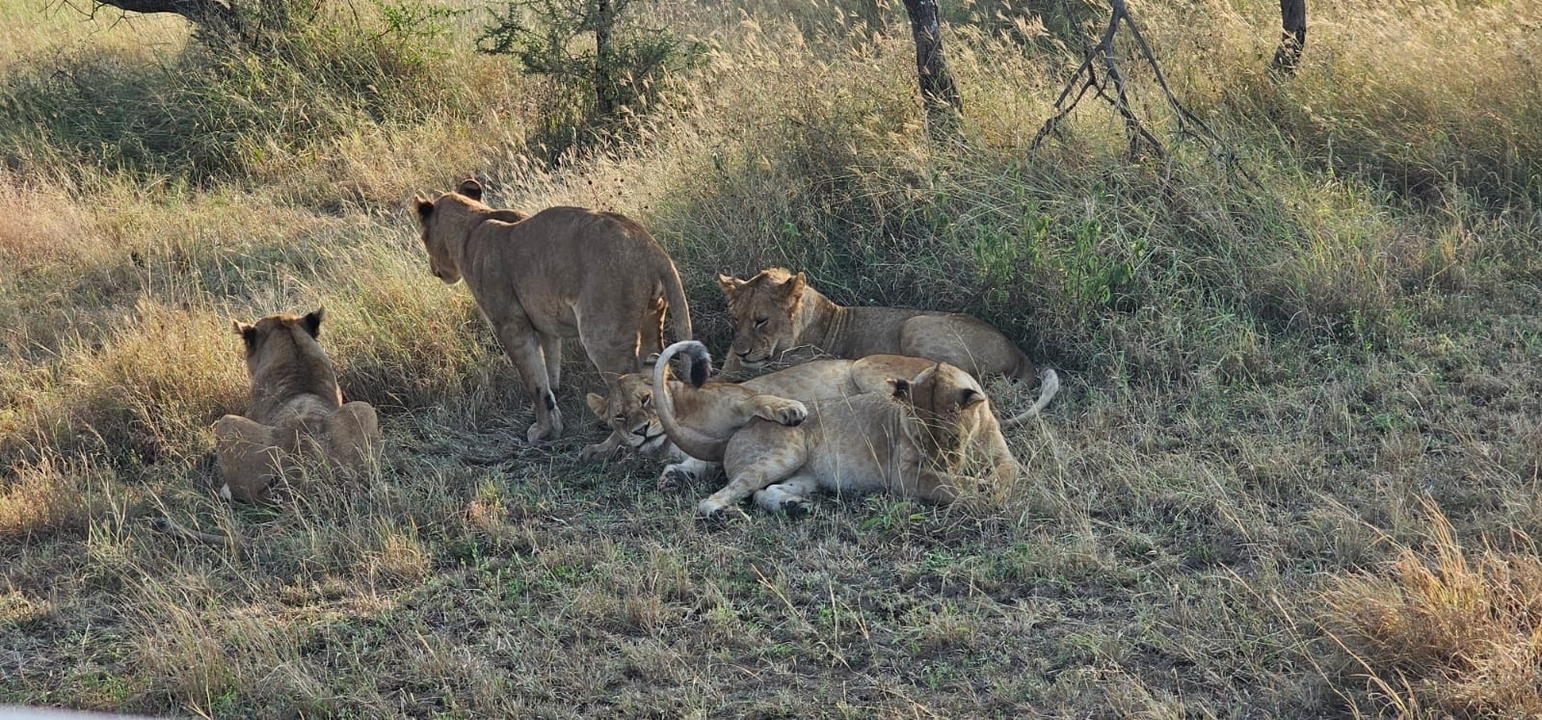 Groupe de lions se reposant dans l'herbe