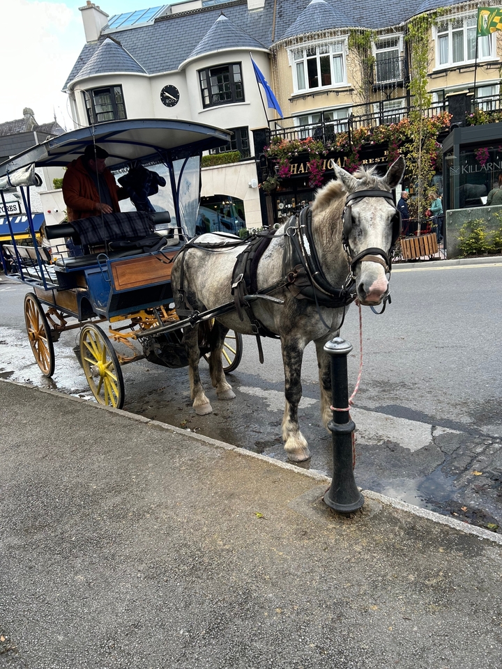 Voiture tirée par des chevaux dans une rue