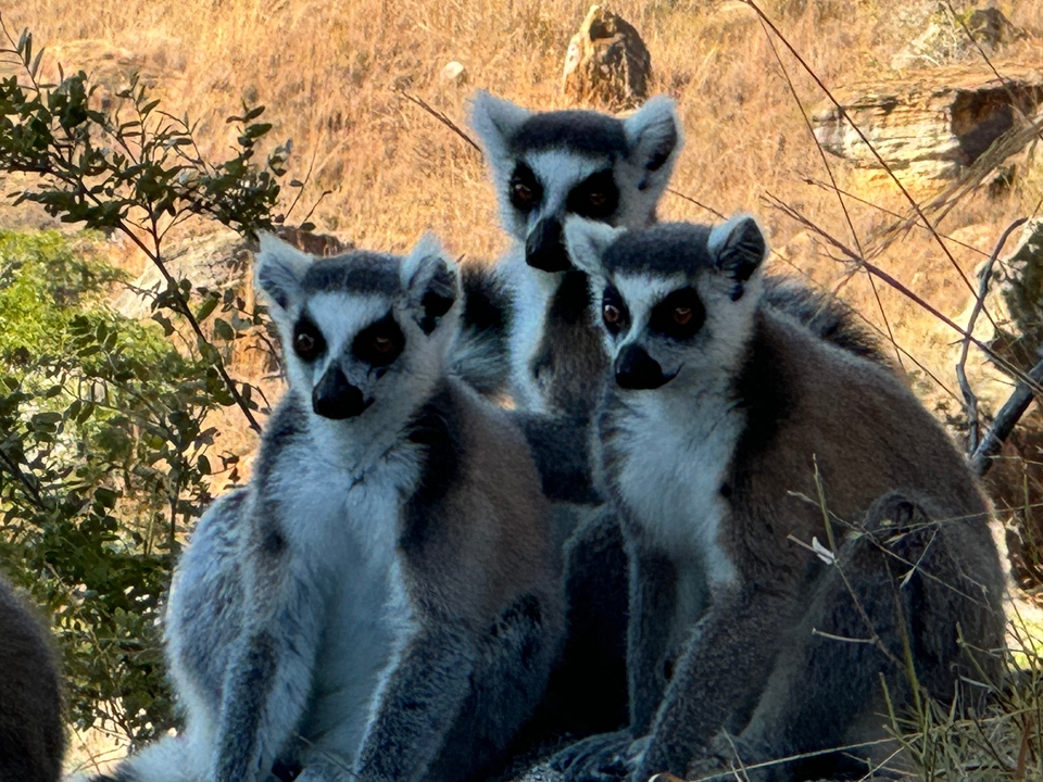 Groupe de lémuriens assis ensemble dans un environnement rocheux.
