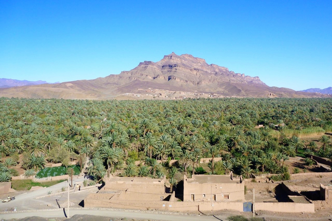 Oasis de palmiers avec une montagne en arrière-plan.