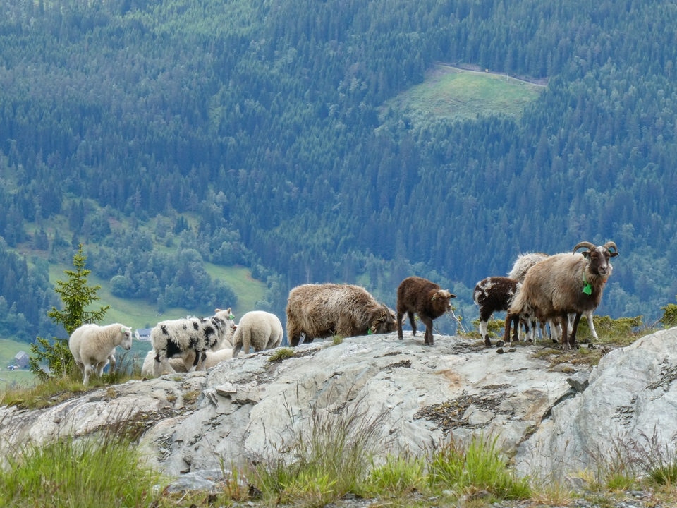 Moutons broutant sur une colline rocheuse avec des montagnes boisées en arrière-plan.