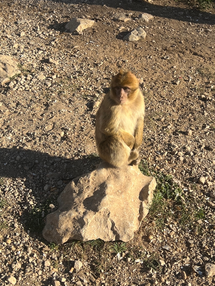 Un singe assis sur un rocher dans une zone ensoleillée et caillouteuse.