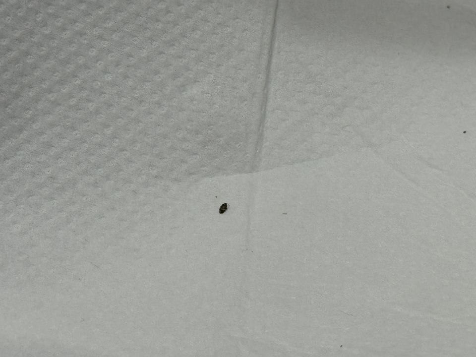 Petit insecte sur une surface texturée blanche.