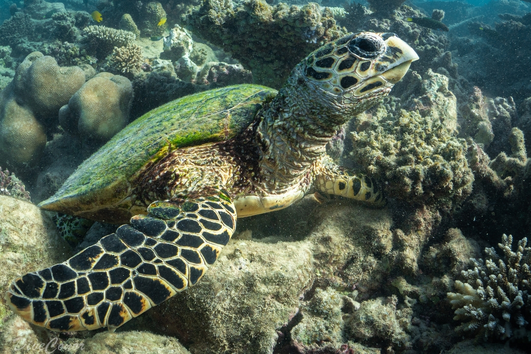 Vue sous-marine d'une tortue avec des récifs coralliens.
