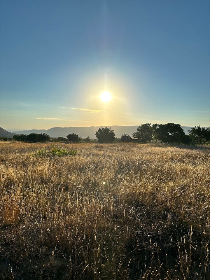 Vue panoramique d'un champ avec des arbres et un coucher de soleil en arrière-plan.