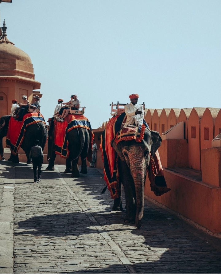 Éléphants avec des touristes dans une rue
