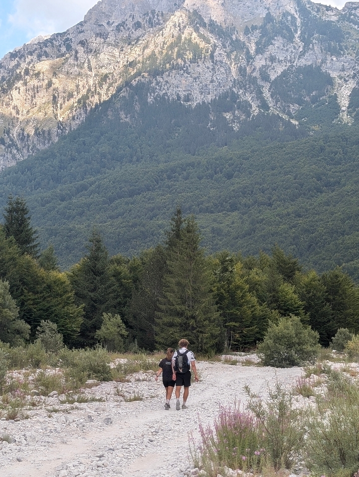 Forêt dense avec une variété d'arbres