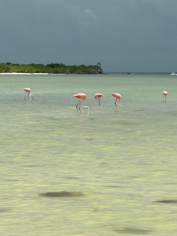 Des flamants roses pataugeant dans une eau peu profonde.