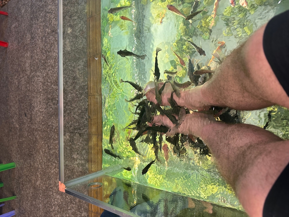 Pieds dans un bac de fish spa