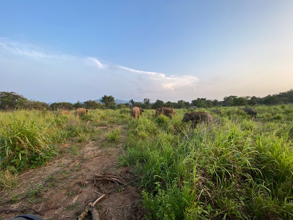 Un troupeau d'éléphants broutant dans un paysage luxuriant.