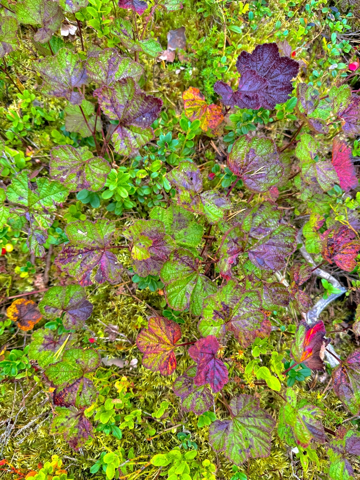 Close-up of green plants in a forest.