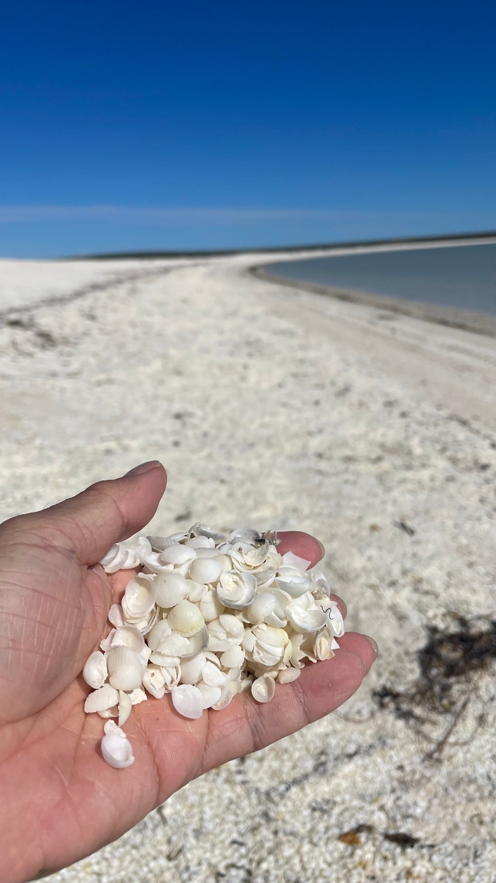 Main tenant de petits coquillages blancs au-dessus d'une plage de sable.