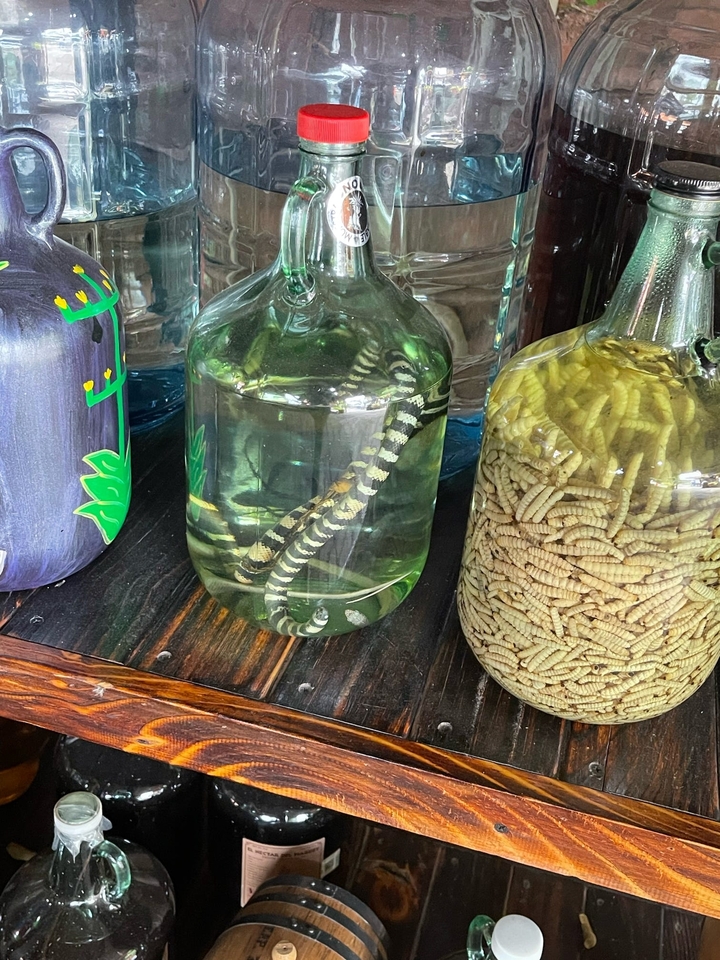 Bocaux contenant un serpent conservé et des insectes exposés.