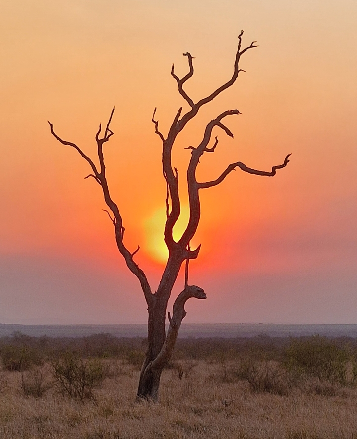 Silhouette d'un arbre nu contre un coucher de soleil orange vif.