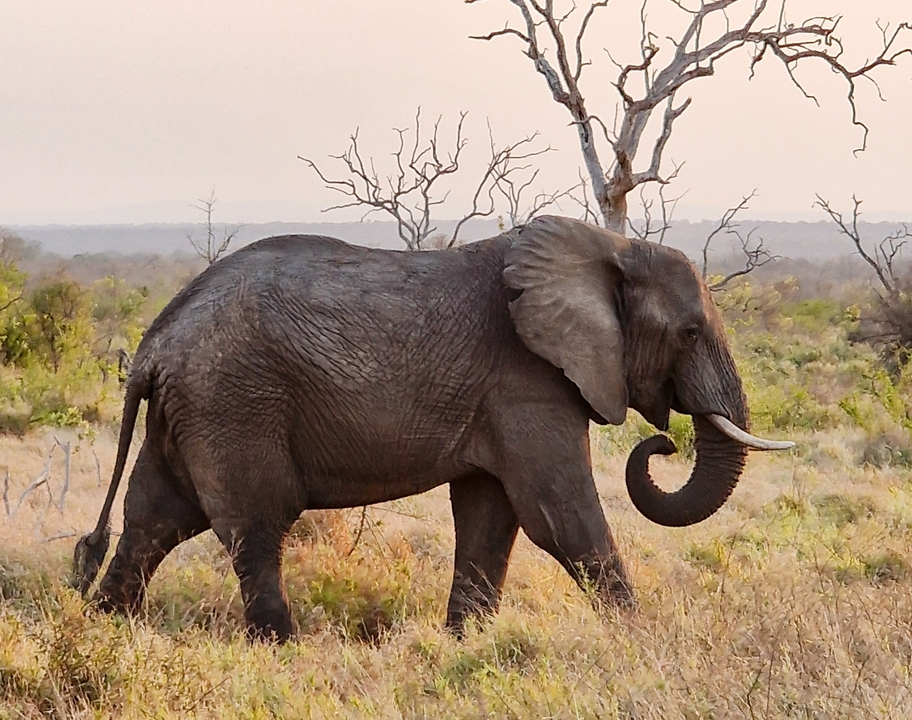 Un éléphant marchant dans la savane avec des arbres secs et des buissons.