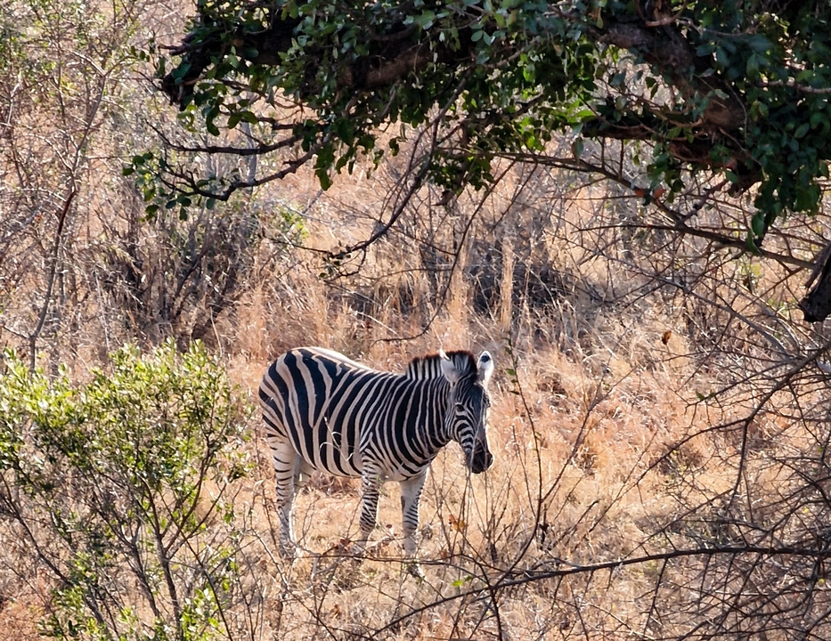 Un zèbre se tenant sur un terrain sec sous un arbre.