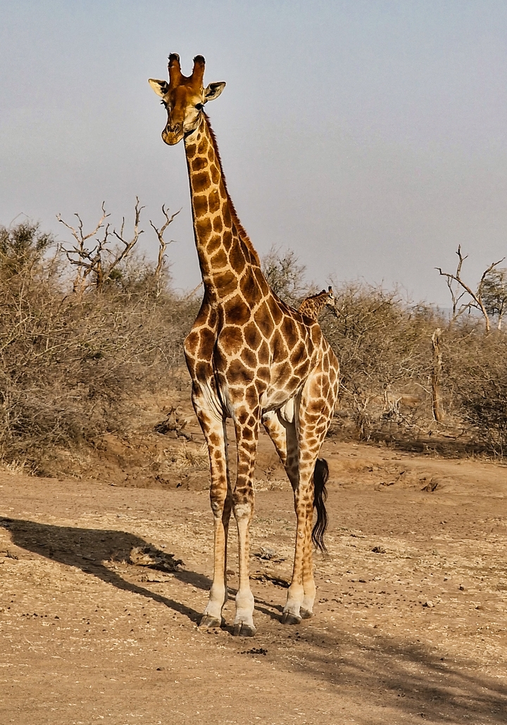 Une girafe se dressant dans la nature sauvage avec des plantes sèches.