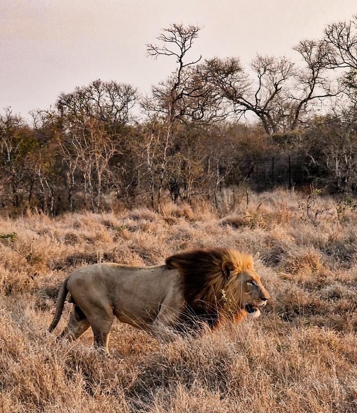 Un lion se reposant dans une prairie sèche.
