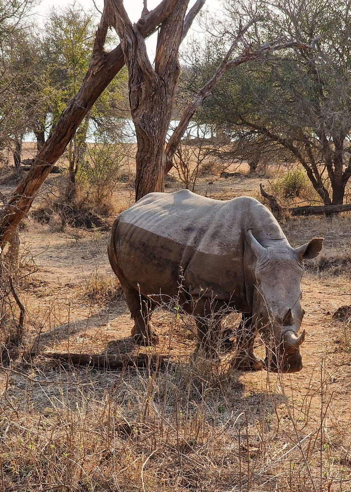 Gros plan d'un rhinocéros qui broute dans la nature.