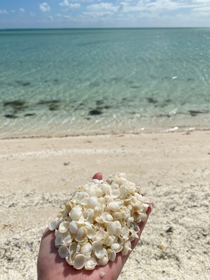 Gros plan de coquillages tenus à la main devant l'océan.