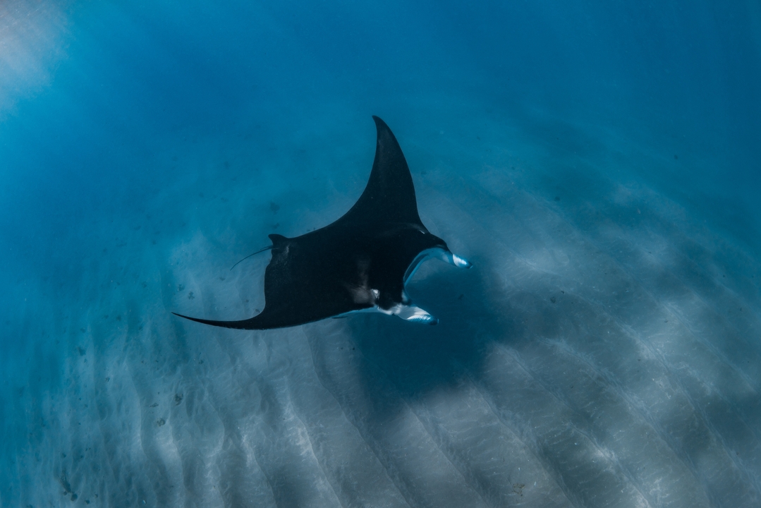Vue sous-marine d'une raie manta qui nage.