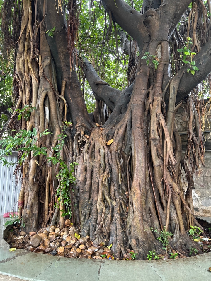 Grand banian tordu aux racines énormes.