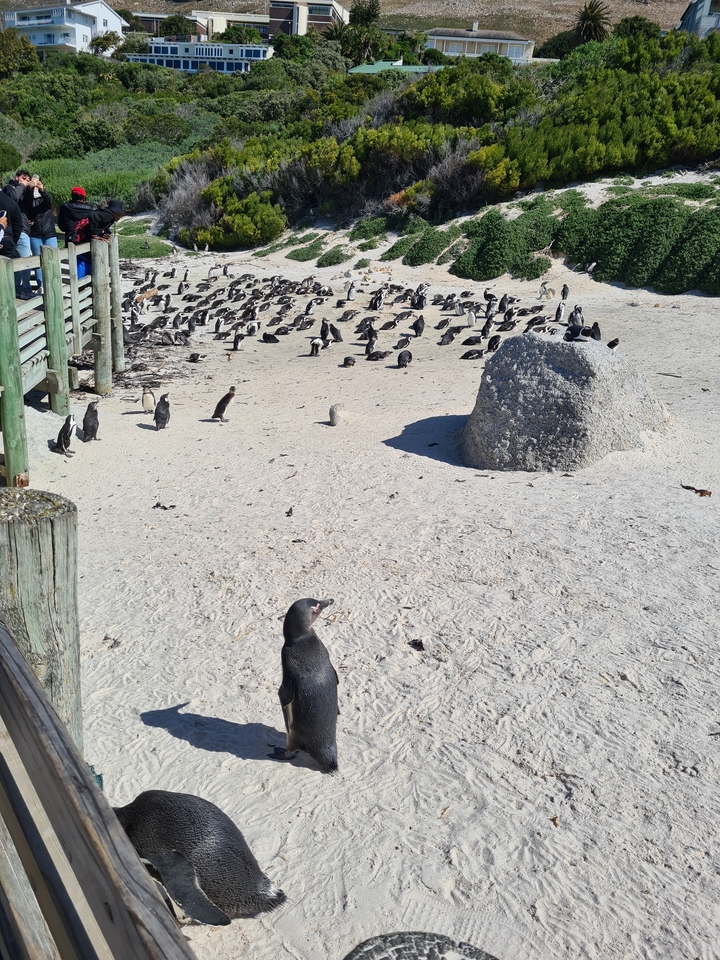 Une plage avec de nombreux pingouins rassemblés sur le sable.
