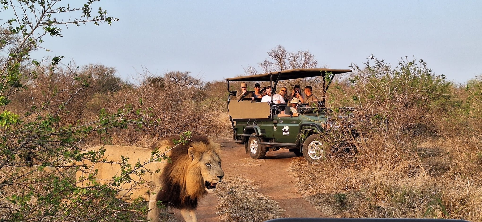 Lion s'approchant d'un véhicule de safari avec des gens.