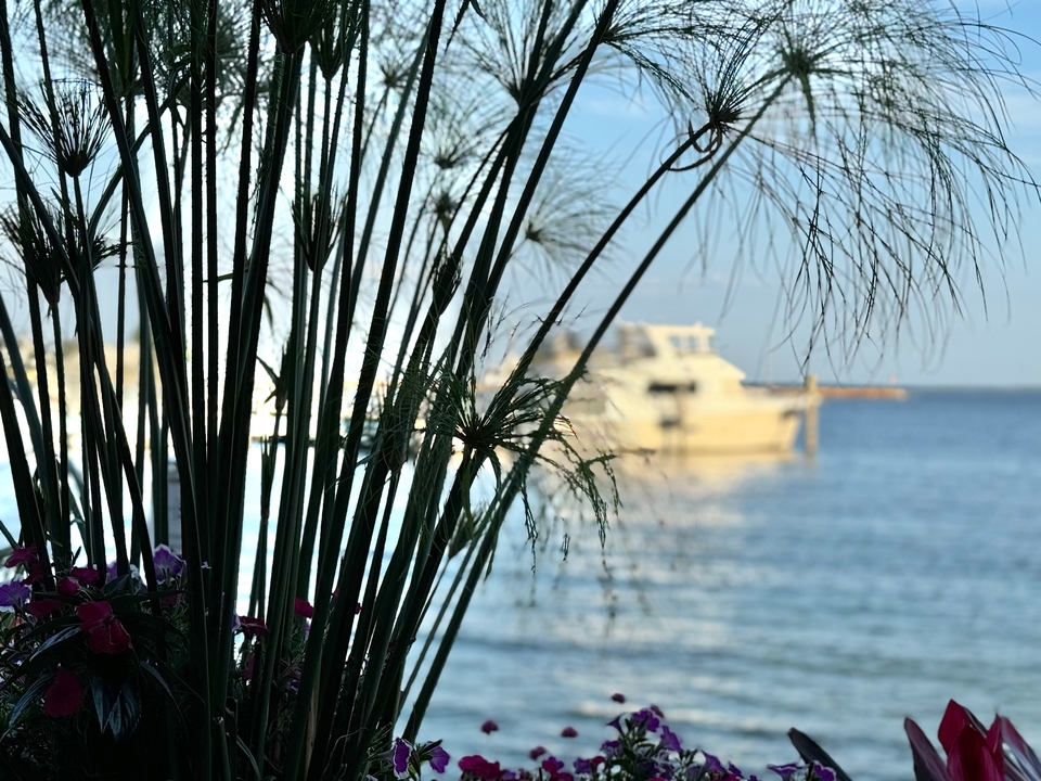 Image floue de bateaux sur l'eau vue à travers le feuillage.