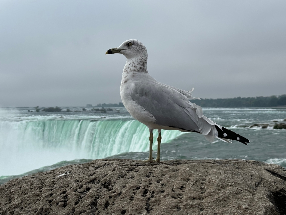 Mouette perchée sur un rocher avec les chutes du Niagara en arrière-plan.