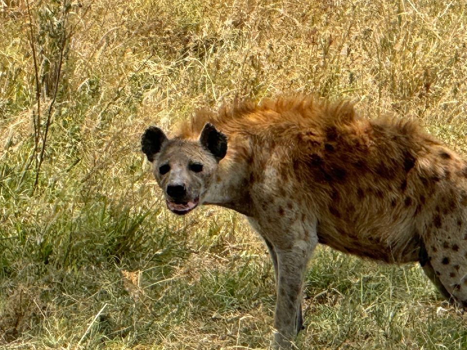Gros plan d'une hyène dans une zone herbeuse.