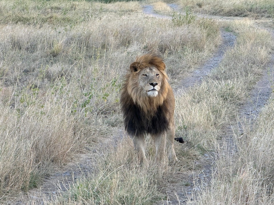 Lion majestueux debout sur un sentier de terre dans la savane.