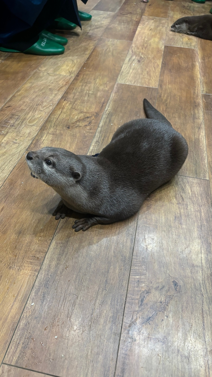 Une loutre sur un plancher de bois qui a l'air curieuse.