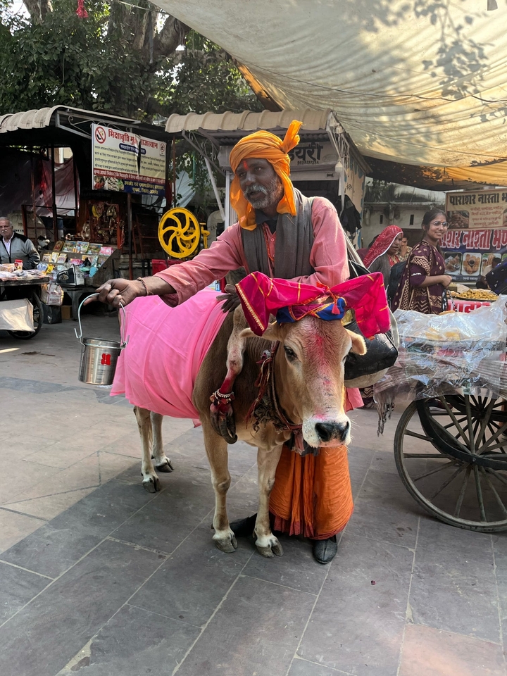 Homme avec une vache décorée de façon colorée dans un marché.