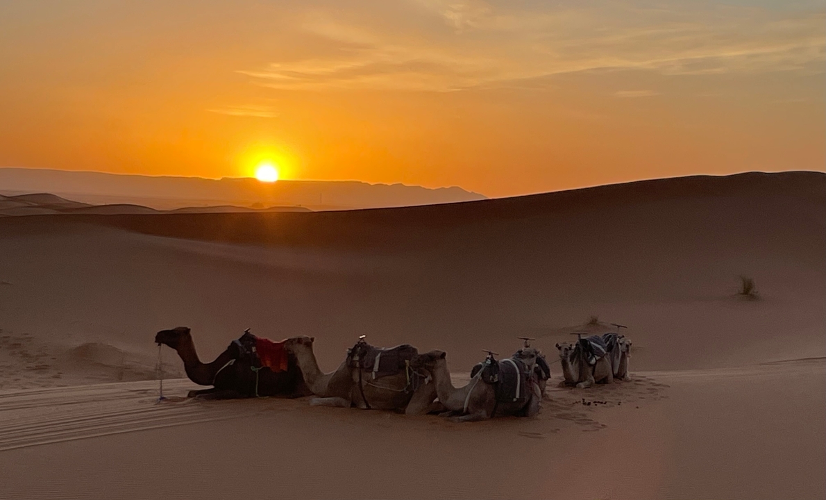Chameaux se reposant dans le désert au coucher du soleil.