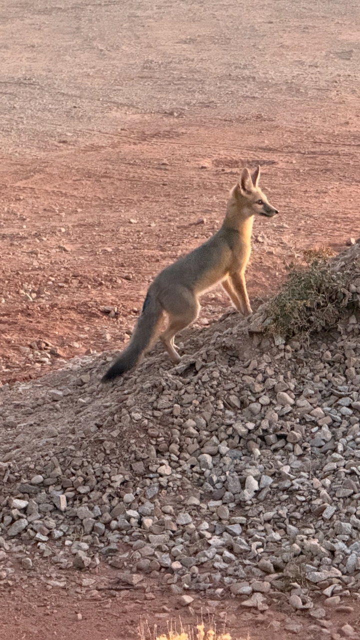 Petit mammifère carnivore debout sur un tas de rochers dans le désert.