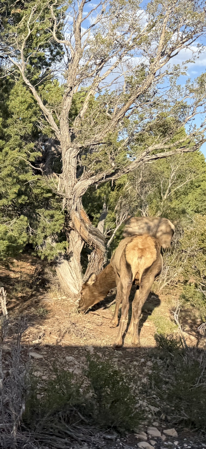 Une vue rapprochée d'un cerf qui broute près des arbres à la lisière d'une forêt.